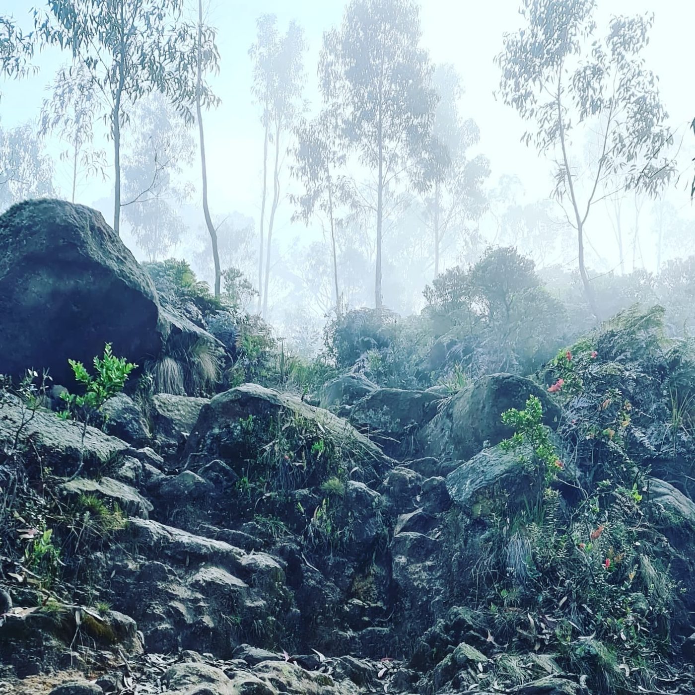 Bosque del santuario en niebla