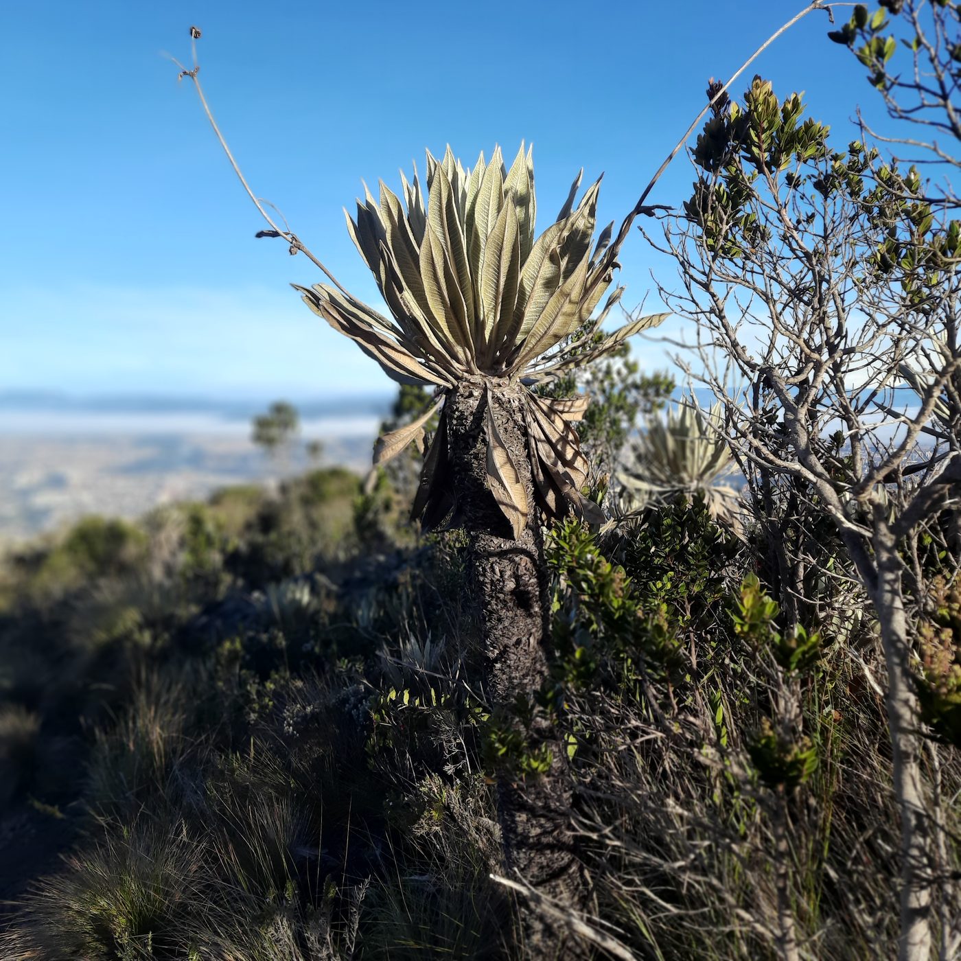 Frailejón en el sendero del santuario