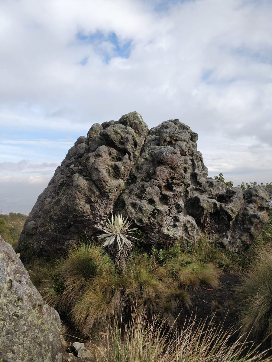 Roca de Shekwabita con frailejón al pie